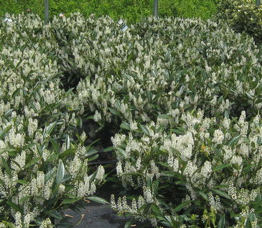 Prunus laurocerasus 'Otto Luykens' (NYBG)