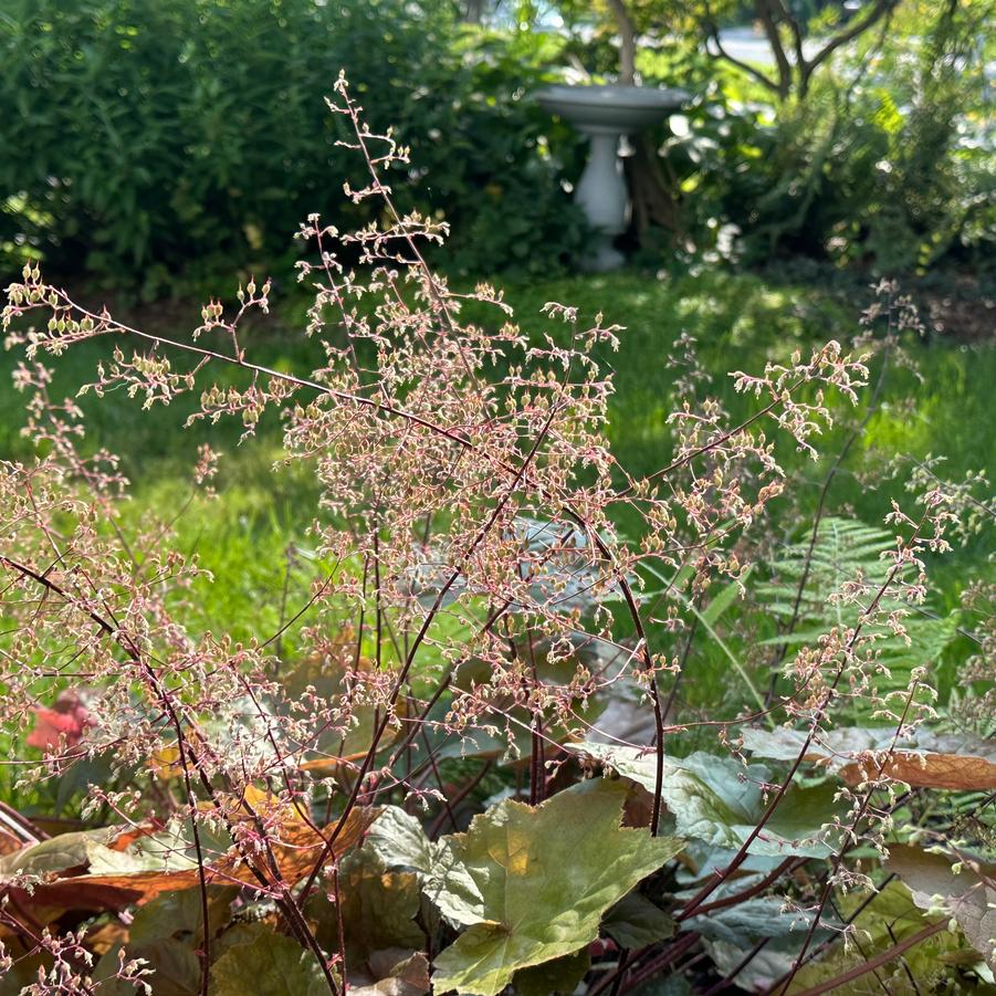 Heuchera villosa - Coral Bells - Alum Root from Pleasant Run Nursery