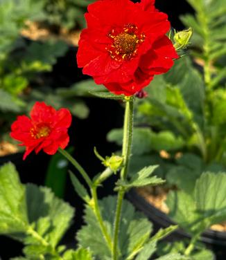 Geum flora plena 'Blazing Sunset' - Avens from Pleasant Run Nursery