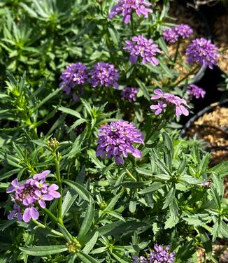 Iberis sempervirens 'Mermaid Lavender' - Candytuft from Pleasant Run Nursery