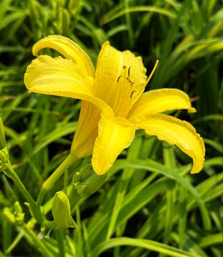 Hemerocallis 'The Jury's Out' - Daylily from Pleasant Run Nursery