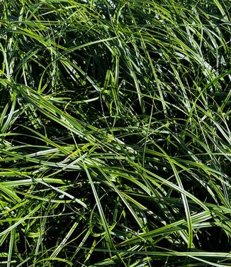 Carex oshimensis 'Everlime' - from Pleasant Run Nursery