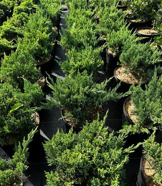 Juniperus chinensis 'Parsoni' - Juniper Parsonii from Pleasant Run Nursery