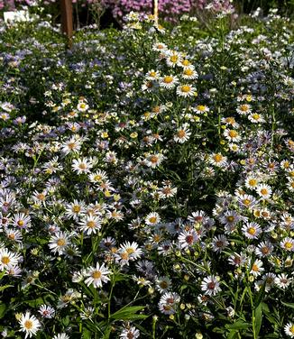 Aster novi-belgii - New York Aster from Pleasant Run Nursery