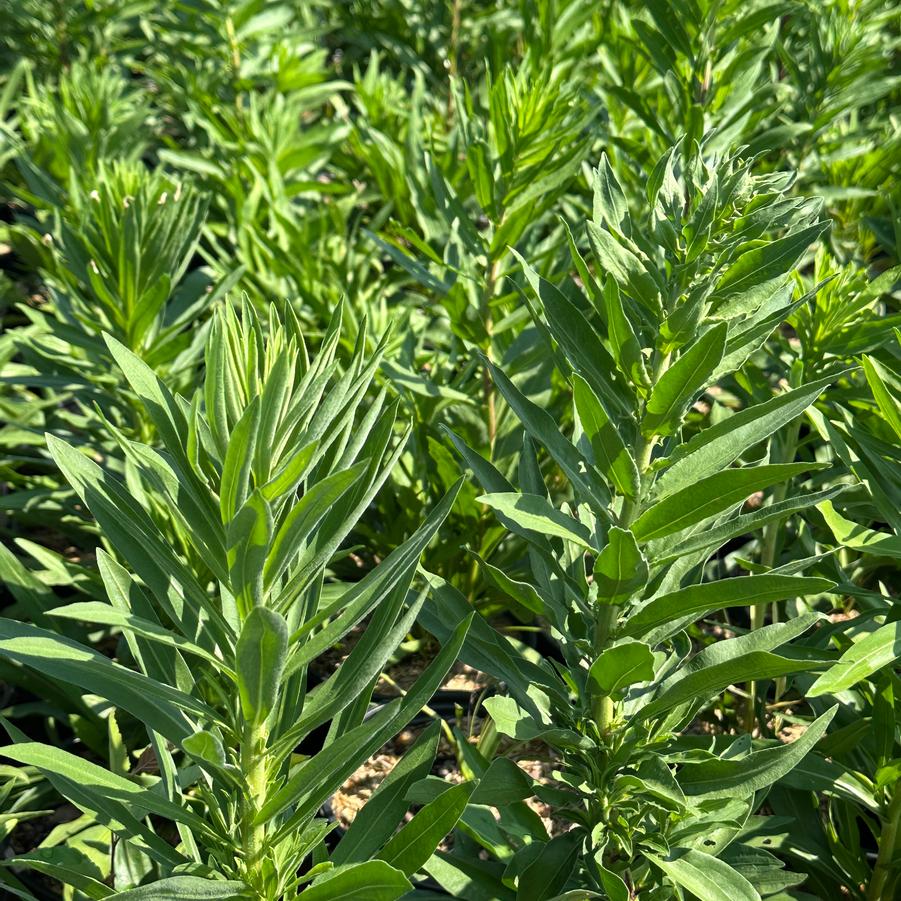 Liatris scariosa - Savanna Blazing Star from Pleasant Run Nursery