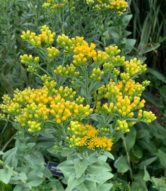 Solidago rigida - Stiff Goldenrod from Pleasant Run Nursery (@ MSU)