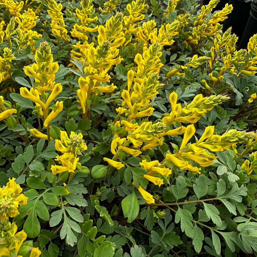 Corydalis 'Canary Feathers' - Corydalis from Pleasant Run Nursery