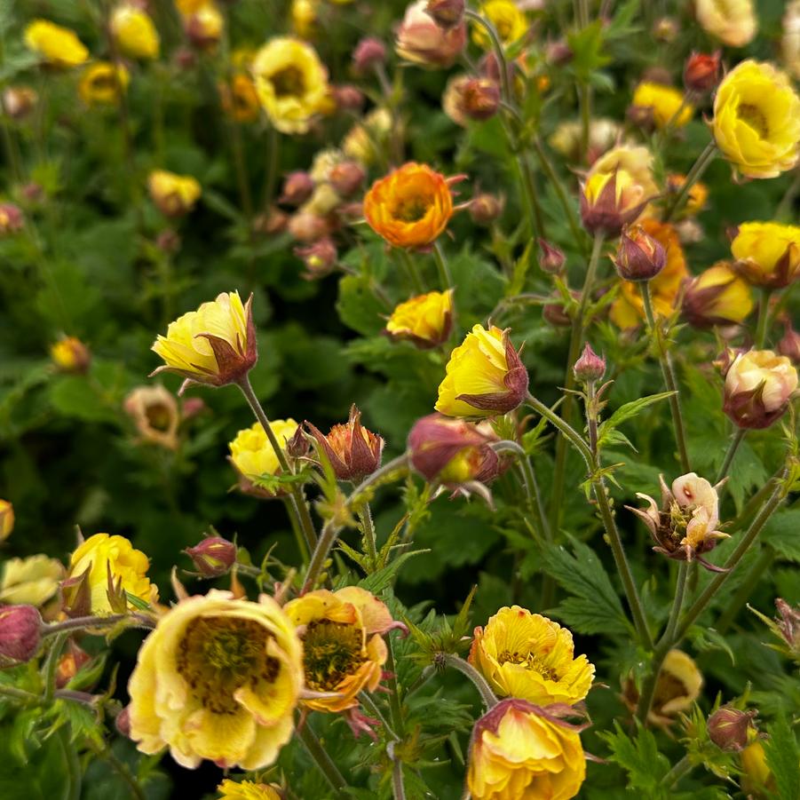 Geum x 'TEMPO Yellow' - Avens from Pleasant Run Nursery