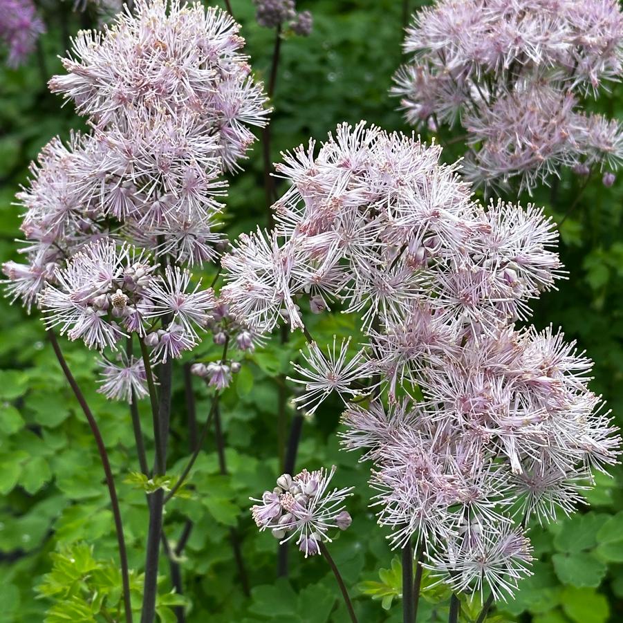 Thalictrum aquilegifolium NIMBUS™ 'Pink' - Meadow Rue from Pleasant Run Nursery