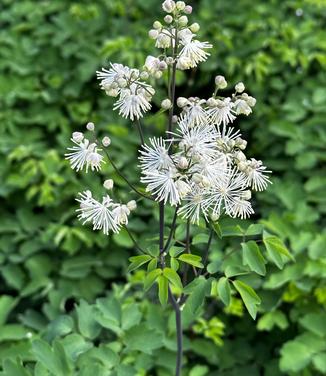 Thalictrum aquilegifolium 'NIMBUS White' - Meadow Rue from Pleasant Run Nursery