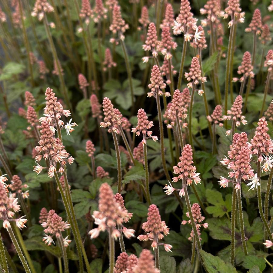 Tiarella x 'Spring Symphony' - Foamflower from Pleasant Run Nursery