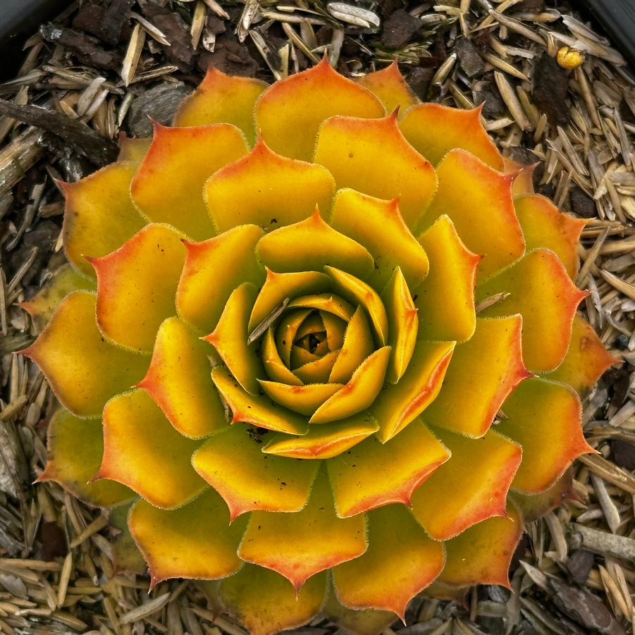 Sempervivum CHICK CHARMS® 'Gold Nugget' - Hens and Chicks from Pleasant Run Nursery