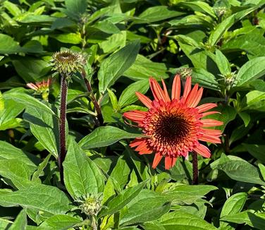 Echinacea purpurea 'Raspberry Truffle' - Coneflower from Pleasant Run Nursery