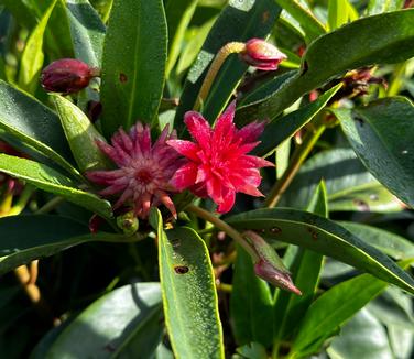 Illicium x 'Scorpio' - Anise from Pleasant Run Nursery