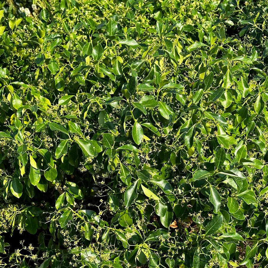 Euonymus kiautschovicus 'Manhattan' - Manhattan Euonymus from Pleasant Run Nursery