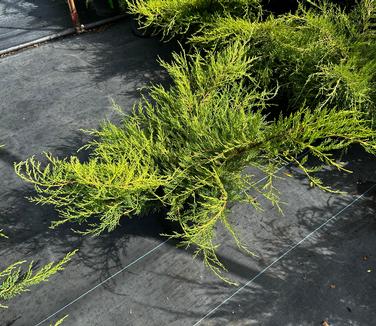 Juniperus conferta 'All Gold' - Juniper All Gold from Pleasant Run Nursery