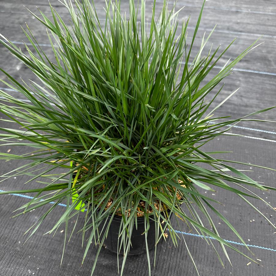 Festuca arundinacea 'Glow Sticks' - Fescue from Pleasant Run Nursery