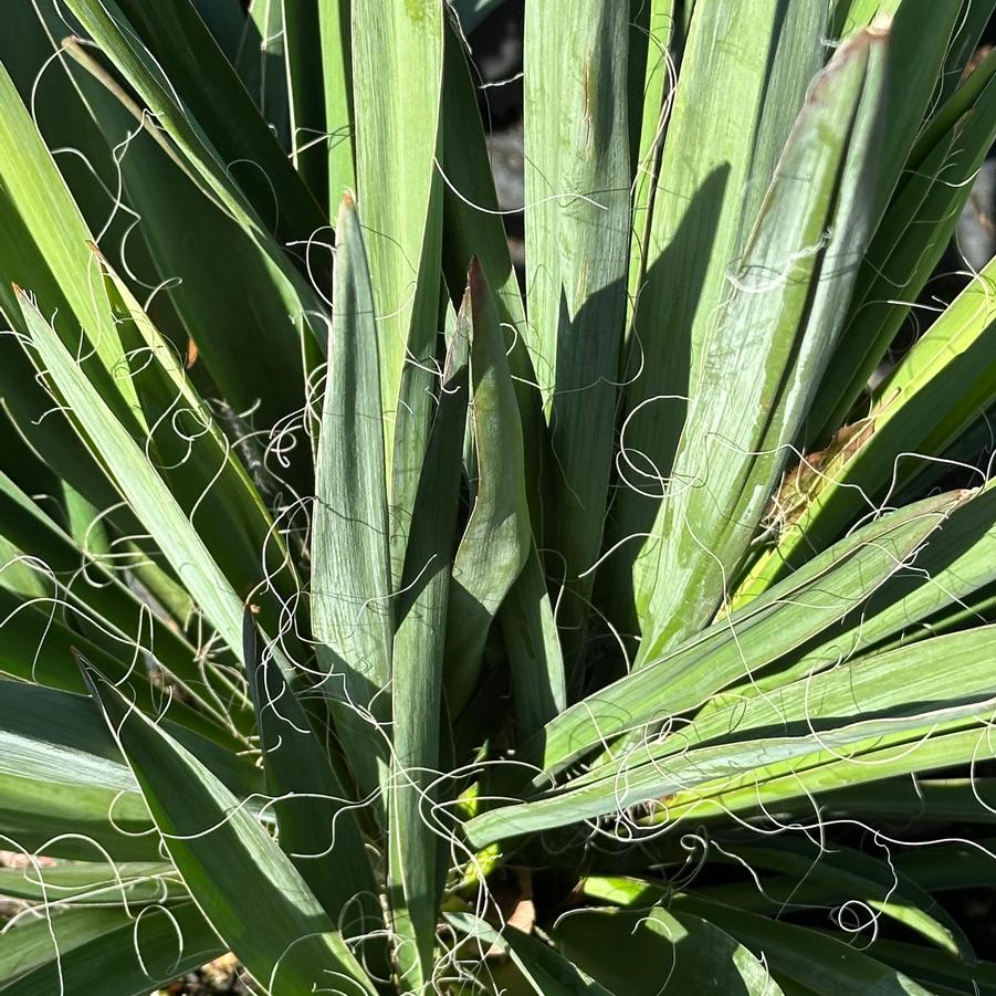 Yucca filamentosa - Adam's Needle from Pleasant Run Nursery