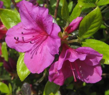 Rhododendron Girard Purple - Azalea