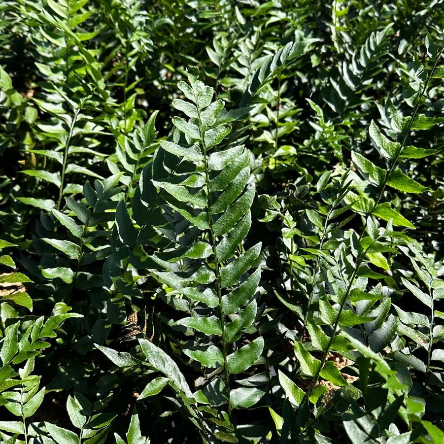 Cyrtomium fortunei - Japanese Holly Fern from Pleasant Run Nursery