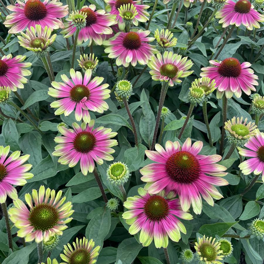 Echinacea purpurea 'Sweet Sandia' - Photo courtesy of TERRA NOVA® Nurseries, Inc.