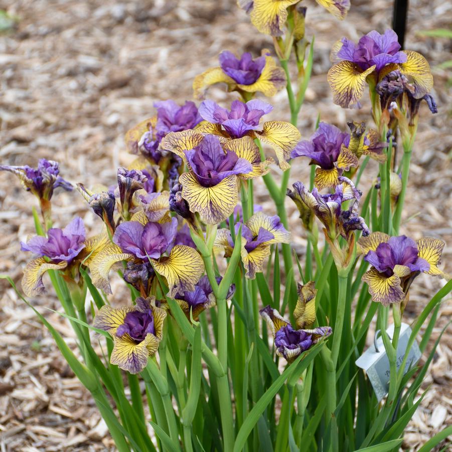 Iris sibirica 'Purring Tiger' - Photo courtesy of Walters Gardens, Inc.