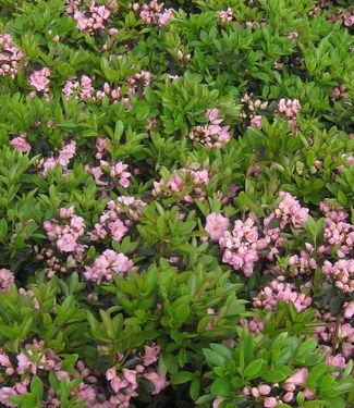 Rhododendron Rosebud