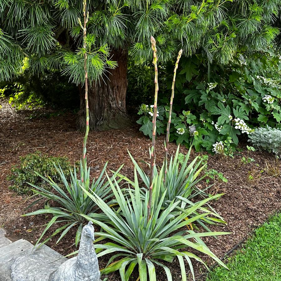Yucca filamentosa 'Silver Anniversary' - Adam's Needle from Pleasant Run Nursery