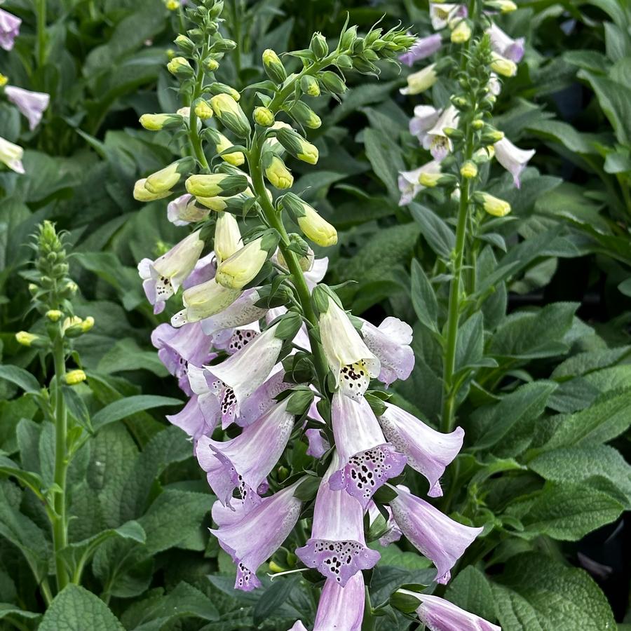 Digitalis purpurea 'Camelot Lavender' - Foxglove from Pleasant Run Nursery