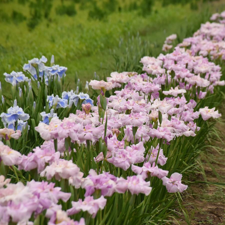 Iris ensata 'Pinkerton' - Photo courtesy of Walters Gardens, Inc.