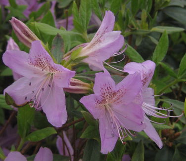 Rhododendron yedoense var. poukhanense