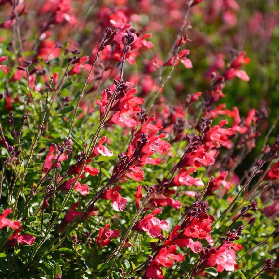 Salvia x Arctic Blaze� Red - Hybrid Sage (Courtesy of Proven Winners)