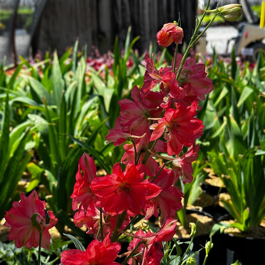Delphinium x 'Red Lark' - Larkspur Hybrid from Pleasant Run Nursery