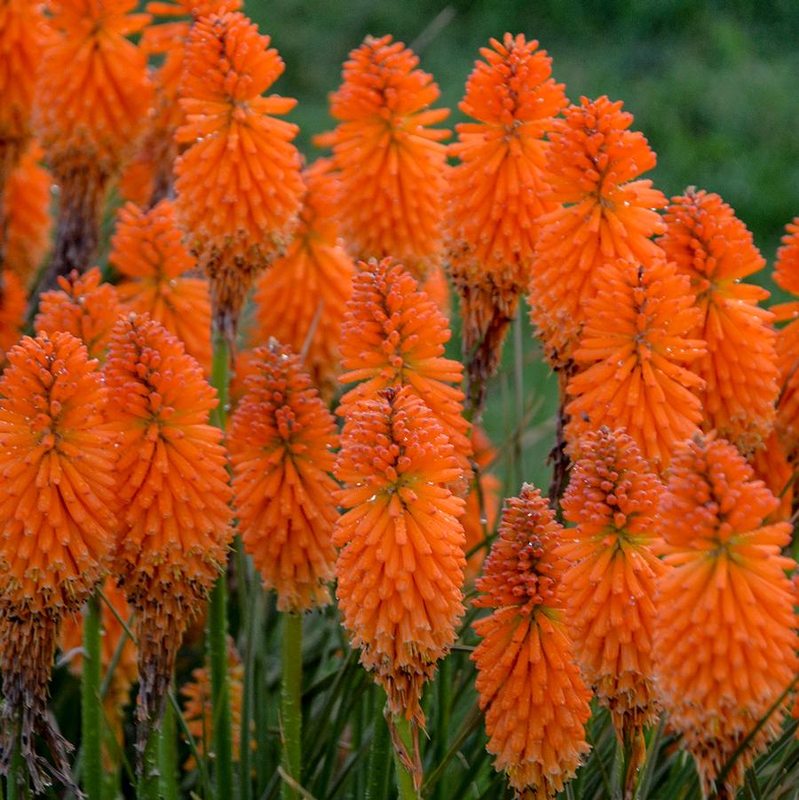 Kniphofia x 'Orange Blaze' - Photo courtesy of Walters Gardens, Inc.