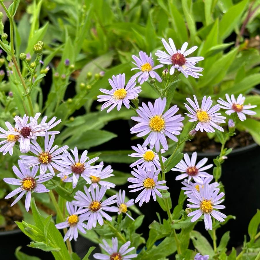 Aster laeve - Smooth Aster from Pleasant Run Nursery