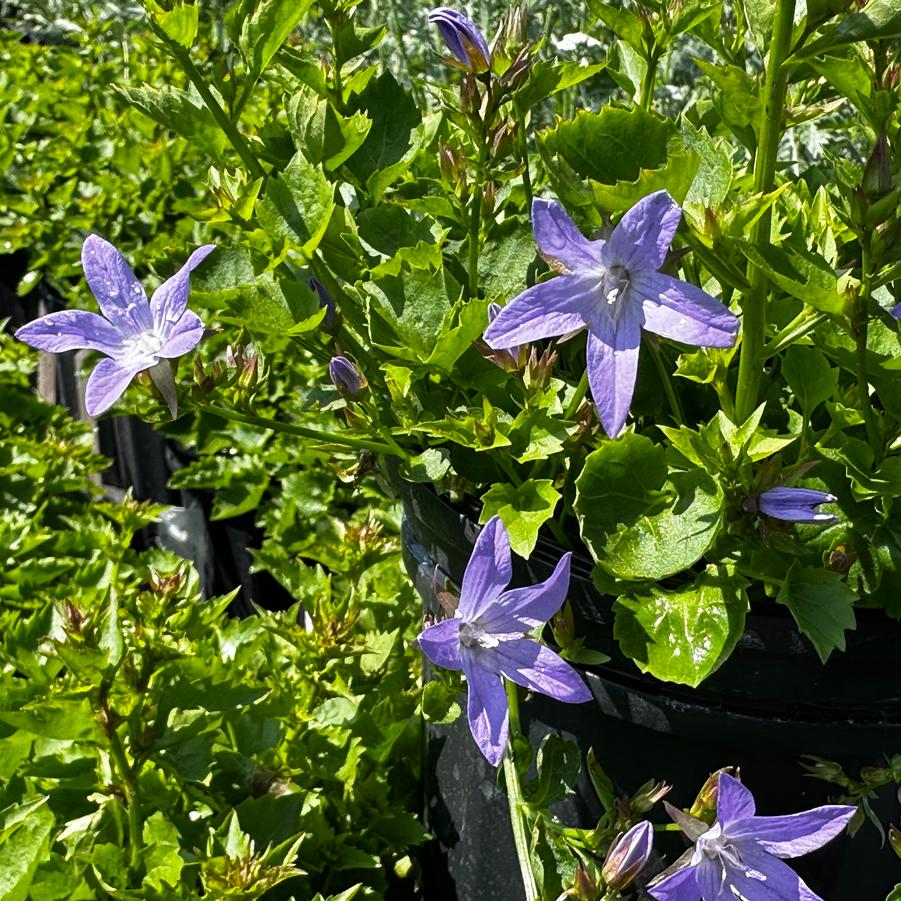 Campanula x 'Blue Waterfall' - Bellflower from Pleasant Run Nursery