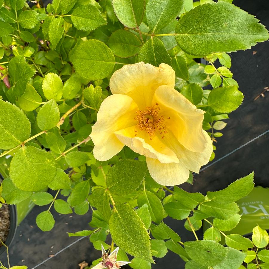Rosa x Easy Bee-zy™ Knock Out� - Shrub Rose from Pleasant Run Nursery