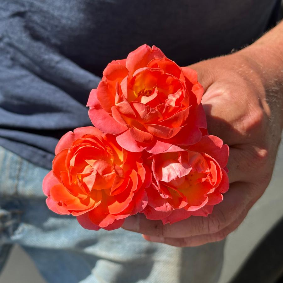 Rosa x Orange Glow™ Knock Out® - from Pleasant Run Nursery