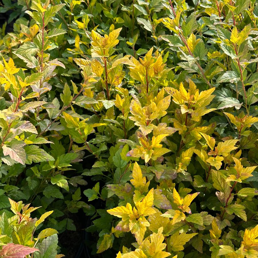 Physocarpus opulifolius 'Lucky Devil' - Ninebark from Pleasant Run Nursery