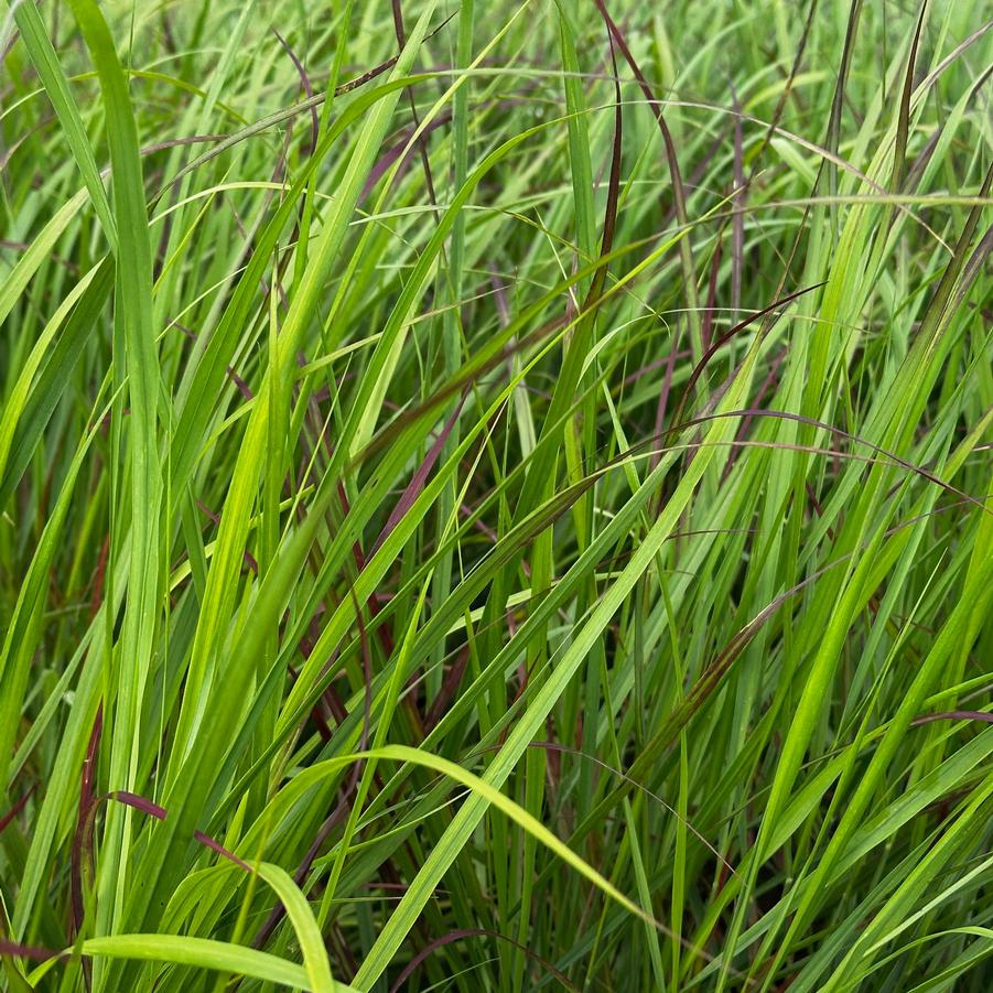 Panicum virgatum 'Red Flame' - Switchgrass from Pleasant Run Nursery