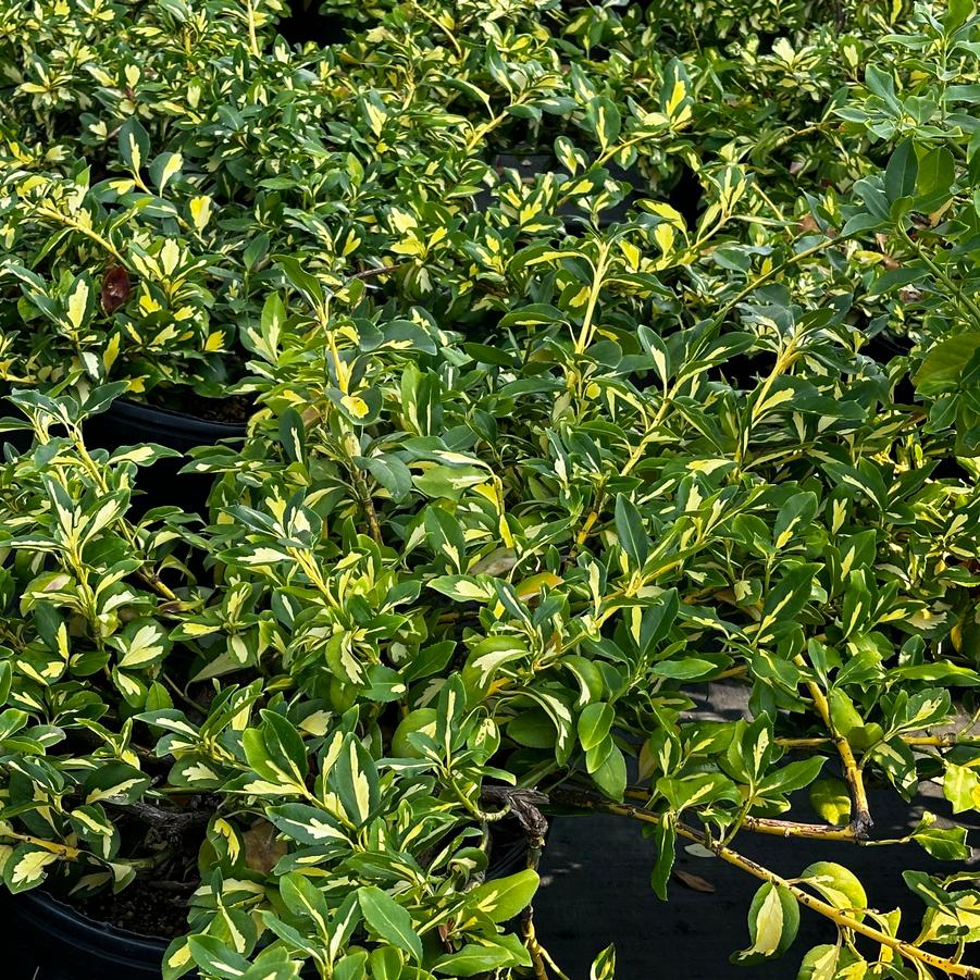 Euonymus fortunei 'Moonshadow' - Wintercreeper Euonymus from Pleasant Run Nursery
