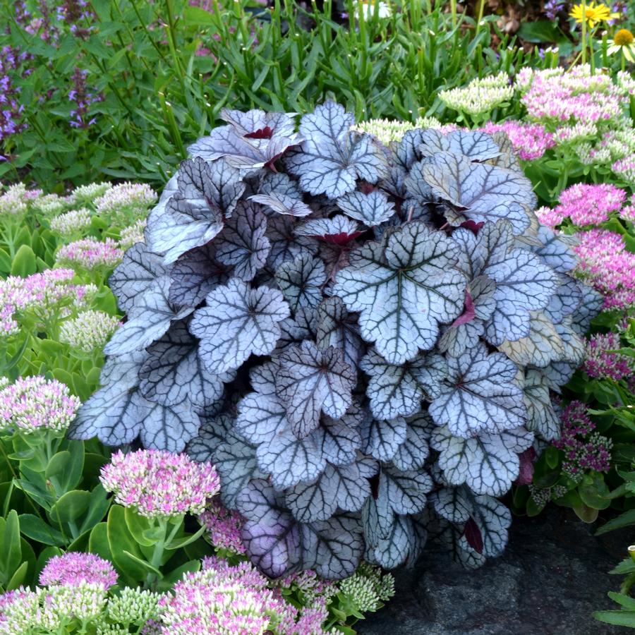 Heuchera x 'Glitter' - Photo courtesy of TERRA NOVA® Nurseries, Inc.