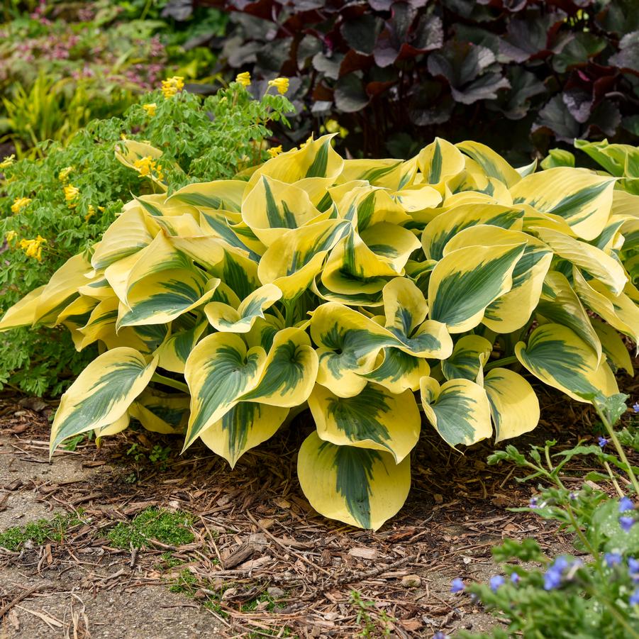 Hosta Shadowland® 'Autumn Frost' - Plantain Lily (Photo courtesy of Walters Gardens, Inc.)