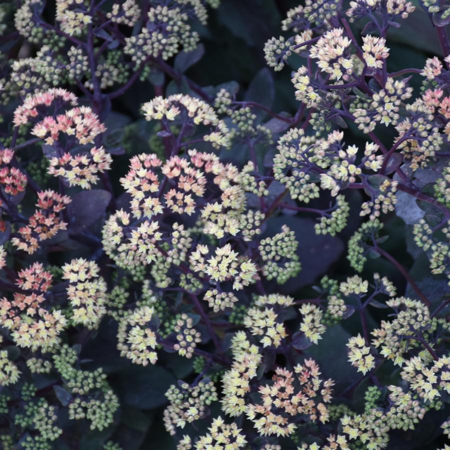Sedum x 'Night Light' - Stonecrop Photos courtesy of Walters Gardens, Inc.