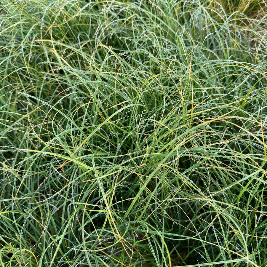 Carex rosea - from Pleasant Run Nursery