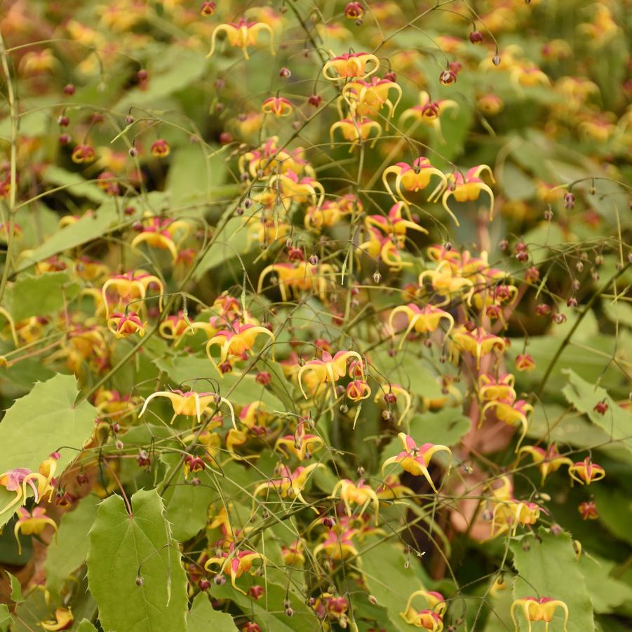 Epimedium x 'Jester's Hat' - Barrenwort Photos courtesy of Walters Gardens, Inc.