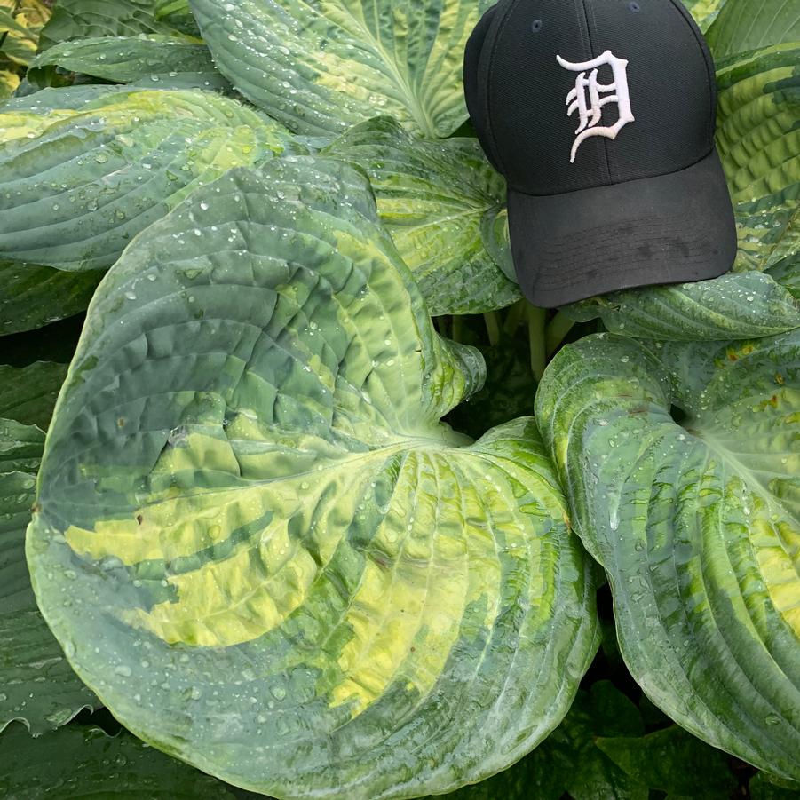 Hosta 'Sound of Music' - Plantain Lily (Photo courtesy of Walters Gardens, Inc.)