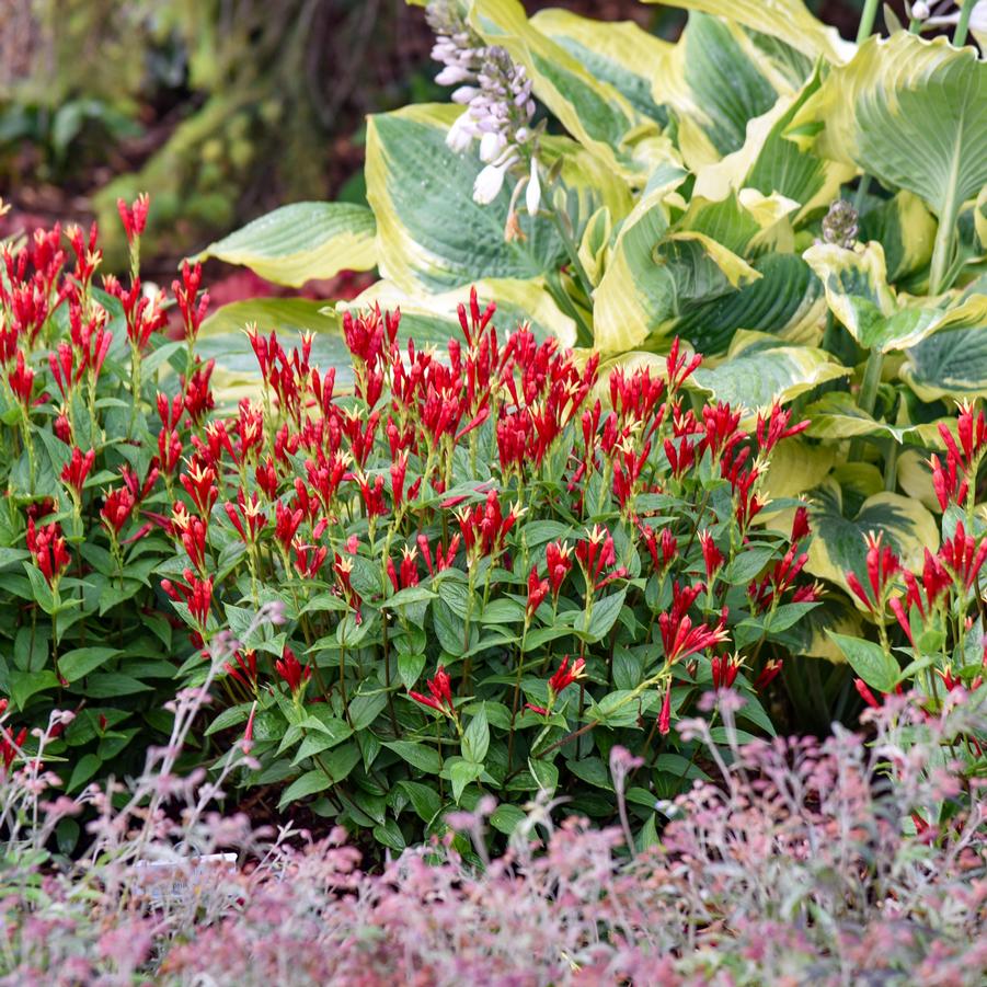 Spigelia marilandica 'Apple Slices' - Indian Pink (Photo courtesy of Walters Gardens, Inc.)