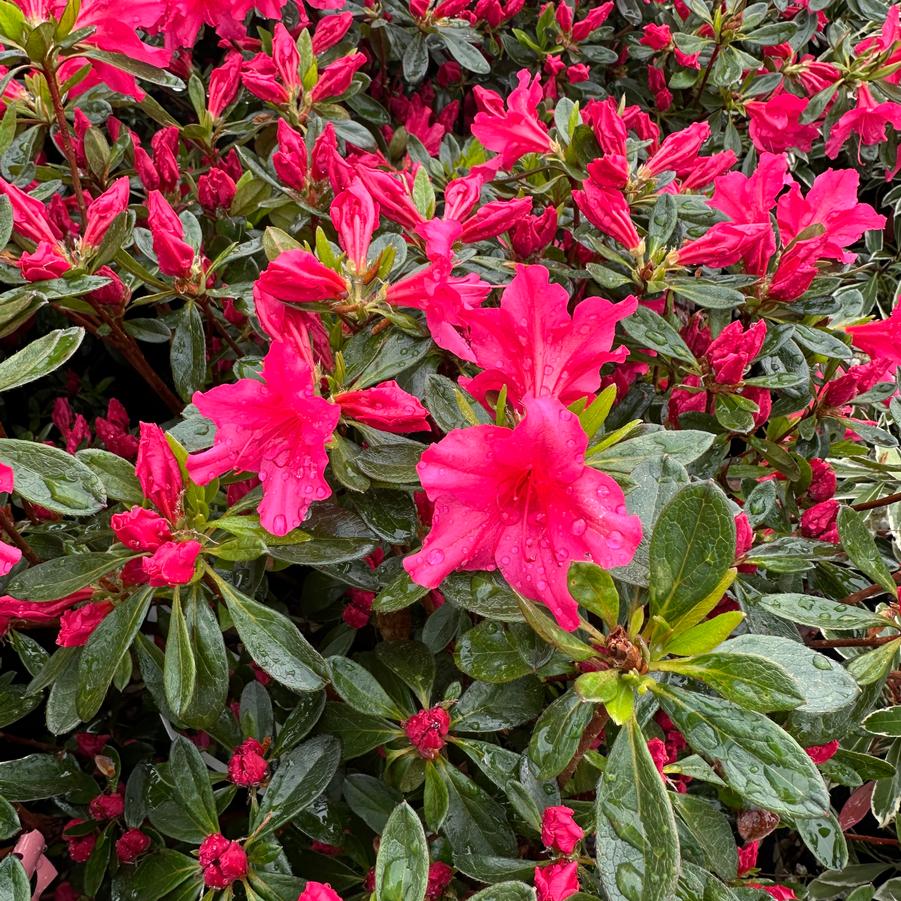 Rhododendron 'Girard Rose' - Girard Hybrid Azalea from Pleasant Run Nursery