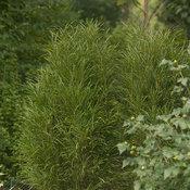 Rhamnus frangula Fine Line� - Glossy Buckthorn (Courtesy of Proven Winners)